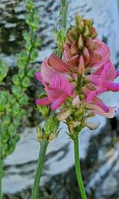 Attēlu rezultāti vaicājumam “Onobrychis arenaria bud”