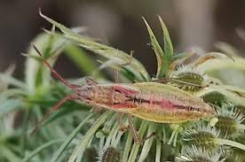 Attēlu rezultāti vaicājumam “Myrmus miriformis”