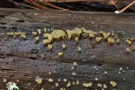 Attēlu rezultāti vaicājumam “Calocera pallidospathulata”