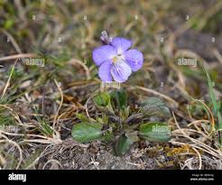 Attēlu rezultāti vaicājumam “Viola rupestris flower”