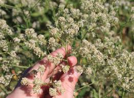 Attēlu rezultāti vaicājumam “Lepidium latifolium leaf”