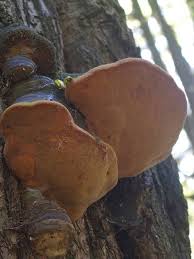 Attēlu rezultāti vaicājumam “Phellinus robustus”