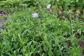 Image result for scabiosa caucasica