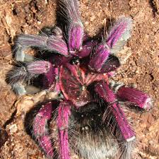 Attēlu rezultāti vaicājumam “Belbodamaeus sp.”