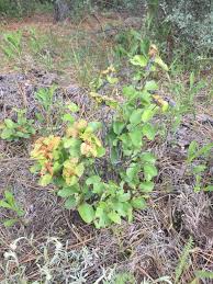 Attēlu rezultāti vaicājumam “Rhopalosiphum oxyacanthae”