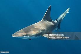 Image result for Carcharhinus plumbeus