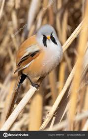 Attēlu rezultāti vaicājumam “Panurus biarmicus”