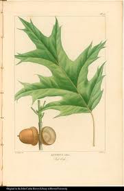 Attēlu rezultāti vaicājumam “Quercus rubra fruit”