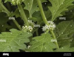 Attēlu rezultāti vaicājumam “Lycopus europaeus flower”
