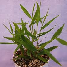 Attēlu rezultāti vaicājumam “Pogonatum nanum”