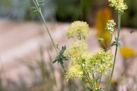 Attēlu rezultāti vaicājumam “Thalictrum flavum flower”