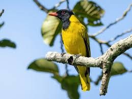 Attēlu rezultāti vaicājumam “Oriolus oriolus”