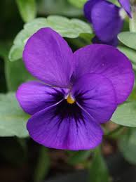 Image result for Viola cornuta