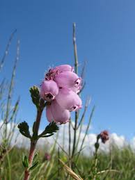 Attēlu rezultāti vaicājumam “Erica tetralix”