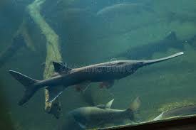 Image result for Polyodon spathula