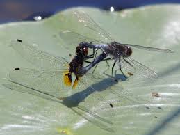 Attēlu rezultāti vaicājumam “Leucorrhinia caudalis male”