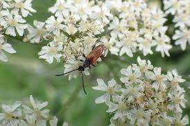 Attēlu rezultāti vaicājumam “Pseudovadonia livida”