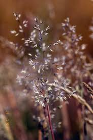 Attēlu rezultāti vaicājumam “Corynephorus canescens fruit”