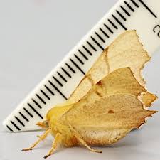 Attēlu rezultāti vaicājumam “Ennomos erosaria”