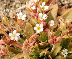 Attēlu rezultāti vaicājumam “Androsace septentrionalis”