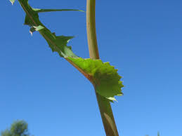 Attēlu rezultāti vaicājumam “Sonchus oleraceus leaf”