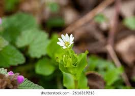 Attēlu rezultāti vaicājumam “Erophila verna flower”