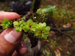 Attēlu rezultāti vaicājumam “Rhodobryum roseum”