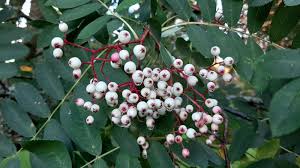 Attēlu rezultāti vaicājumam “Sorbus”