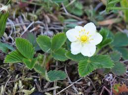 Attēlu rezultāti vaicājumam “Fragaria viridis flower”