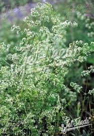 Attēlu rezultāti vaicājumam “Galium album flower”