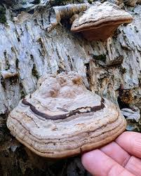 Attēlu rezultāti vaicājumam “Fomes fomentarius”