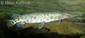 Image result for Lepisosteus osseus