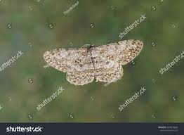 Attēlu rezultāti vaicājumam “Hypomecis punctinalis”