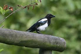 Attēlu rezultāti vaicājumam “Pica pica adult”