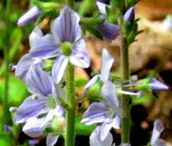 Image result for Veronica officinalis
