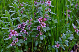 Attēlu rezultāti vaicājumam “Glaux maritima flower”