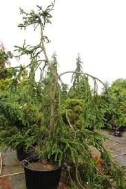 Attēlu rezultāti vaicājumam “Picea abies fo. virgata”