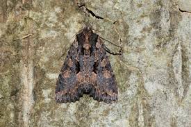 Attēlu rezultāti vaicājumam “Mniotype satura”