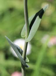 Attēlu rezultāti vaicājumam “Arabis glabra”