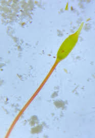 Attēlu rezultāti vaicājumam “Didymodon tophaceus sporophyte”