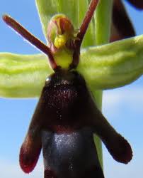 Attēlu rezultāti vaicājumam “Ophrys insectifera flower”