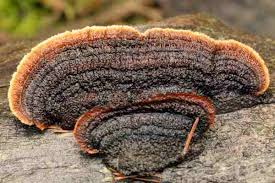 Attēlu rezultāti vaicājumam “Gloeophyllum trabeum”