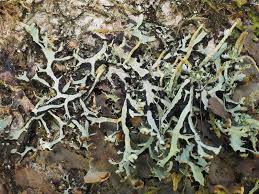 Attēlu rezultāti vaicājumam “Hypogymnia vittata”