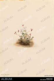 Attēlu rezultāti vaicājumam “Oxycoccus palustris flower”