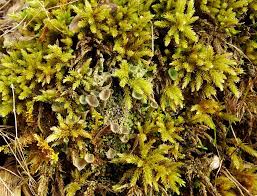 Attēlu rezultāti vaicājumam “Leucodon sciuroides”