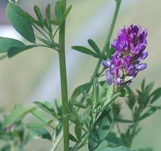 Attēlu rezultāti vaicājumam “Medicago x varia”