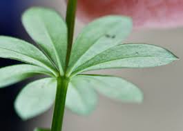 Attēlu rezultāti vaicājumam “Galium rivale leaf”