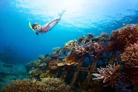 Image result for East Snorkellers