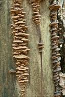 Attēlu rezultāti vaicājumam “Gloeophyllum abietinum”