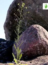 Attēlu rezultāti vaicājumam “Sisymbrium altissimum”